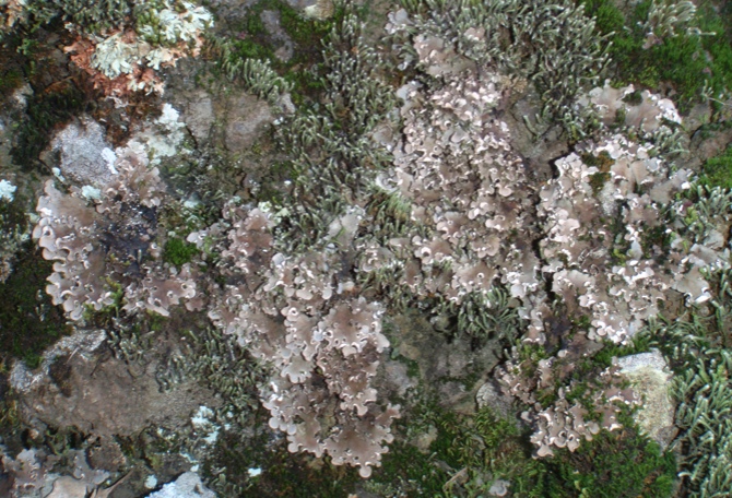 Peltigera praetextata